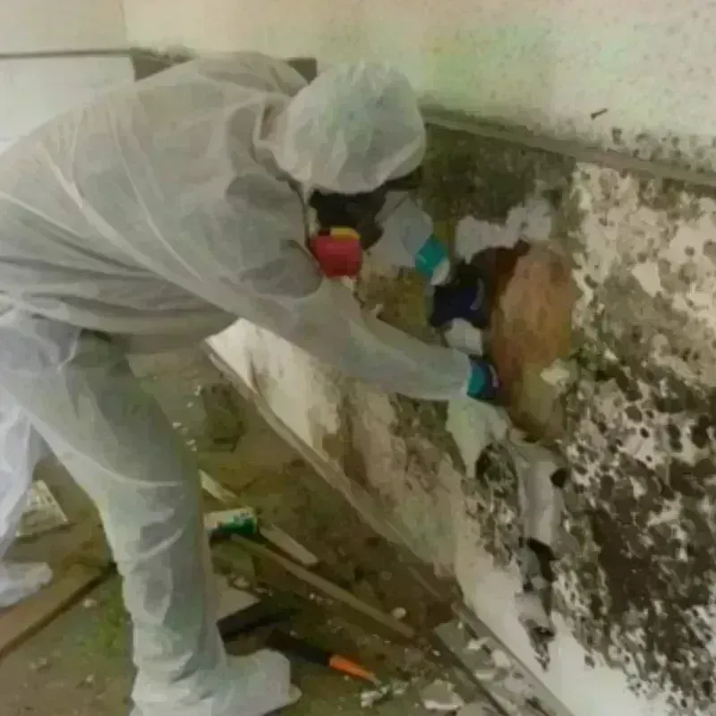 Best Mold Remediation and Removal Service in Waxahachie, TX